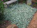 Silver Falls Dichondra / Dichondra argentea 